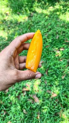 কড়া মিষ্টি হিমসাগর আমে