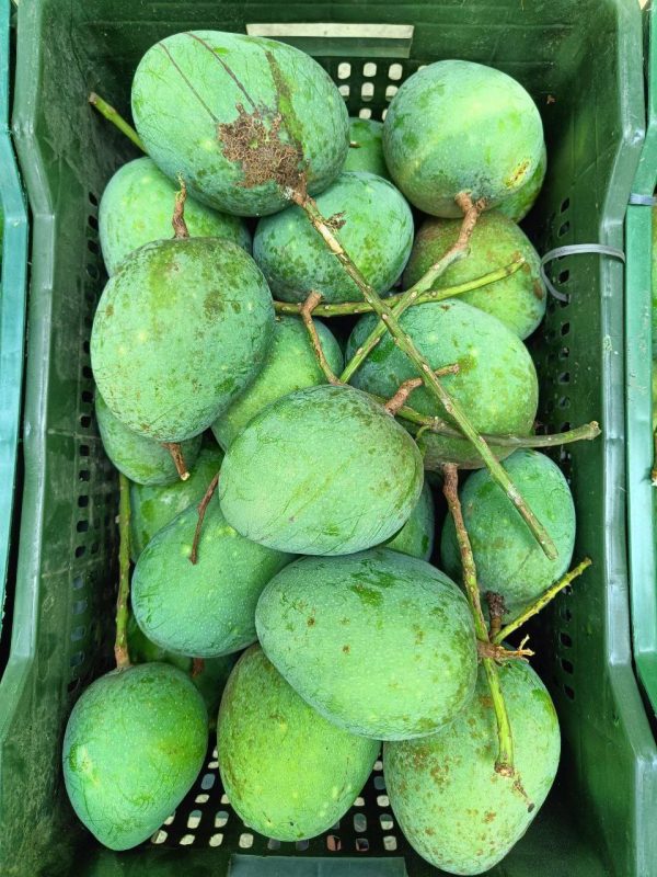 কড়া মিষ্টি হিমসাগর আমে